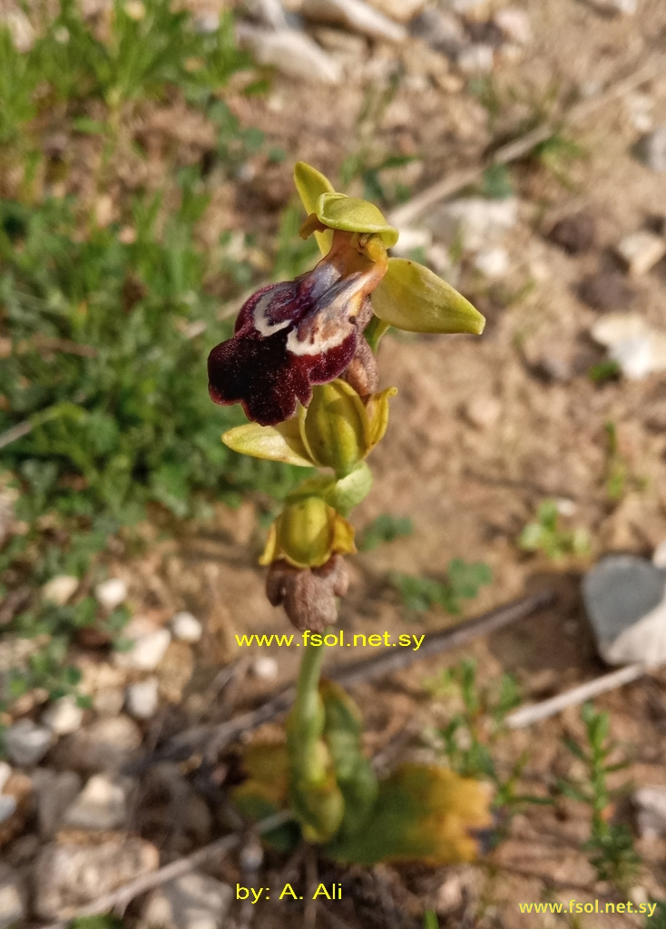 Ophrys iricolor Desf.